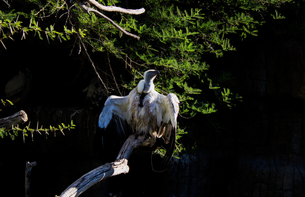 A Bird Species Once Declared Extinct Was Just Photographed Alive in the Forests of Borneo Bird Species Once Declared Extinct Was Just Photographed Alive