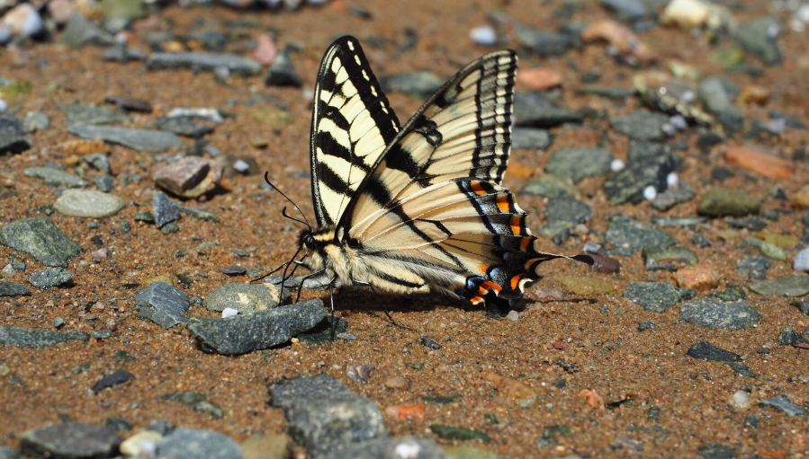 A New Migration Pattern Never Before Recorded Was Just Documented in 40 Million Monarch Butterflies