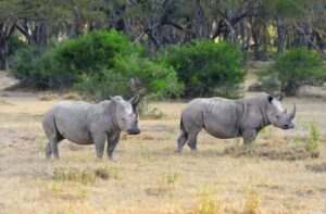 The Last Wild Population of Northern White Rhinos Is Down to Two. Here Is the Plan to Save the Species.